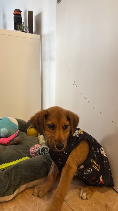 Cadela bebé para adoção responsável