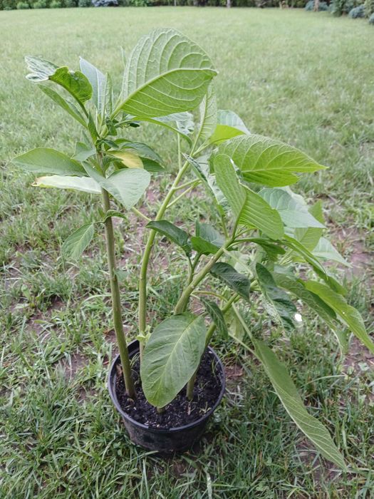 Datura,Burgmansja,rozsady
