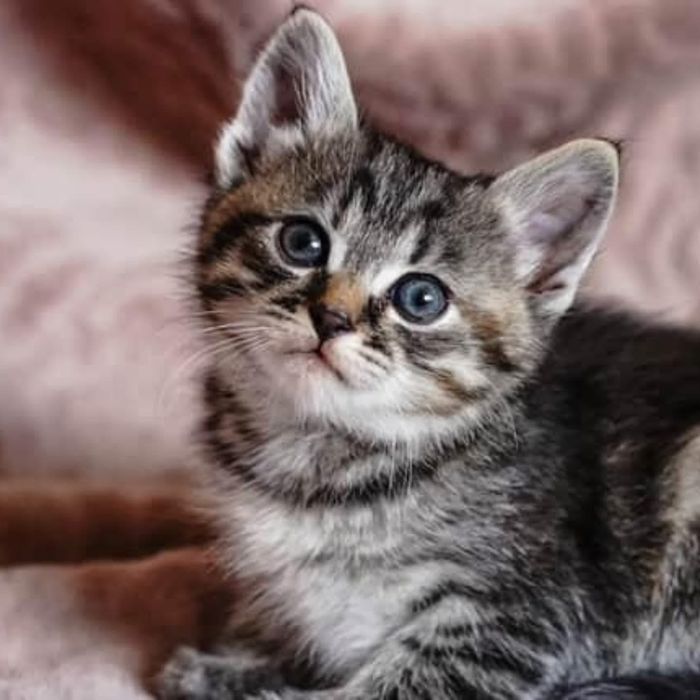 Котята бесплатно. Много котят