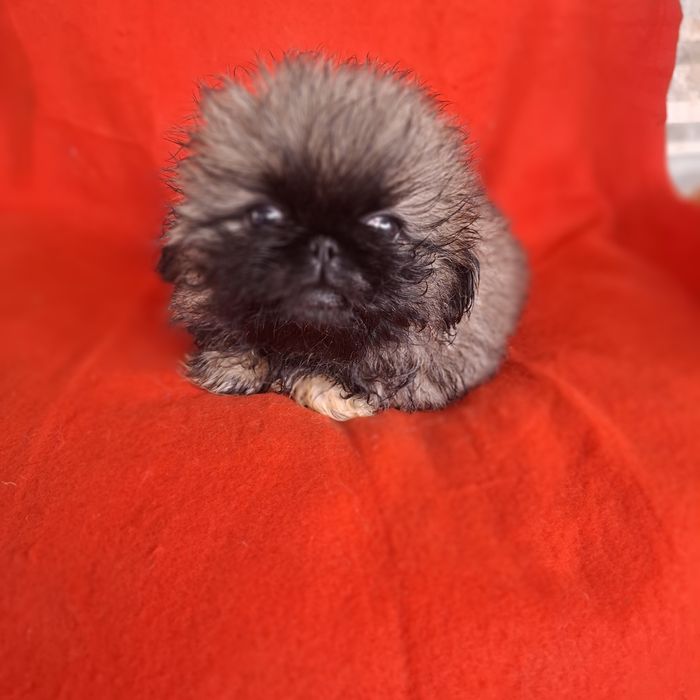 Pekińczyk  rodowód + wyprawka