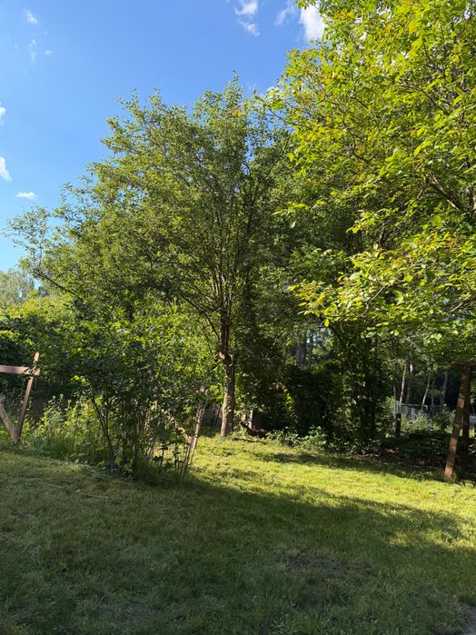 Odstąpię prawo do dzierżawy działki rod „magnolia” - Widok 3