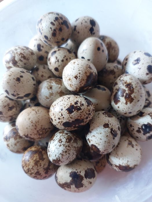 Ovos codorniz biológicos