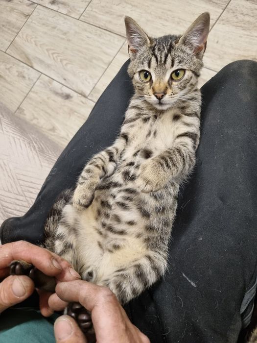 Malutki  kocurek Józio do adopcji