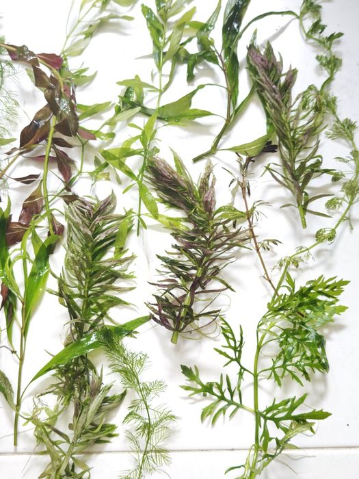 Plantas para aquário