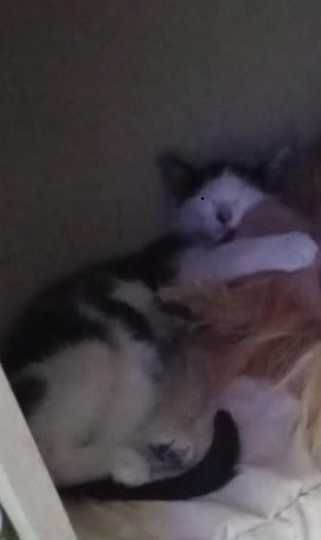 Pilne Zgubił się Kotek