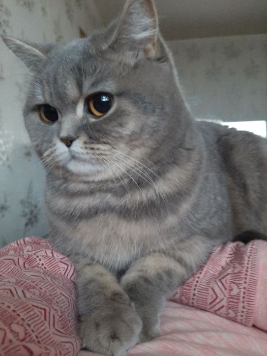 Віддамо кішку у добрі руки