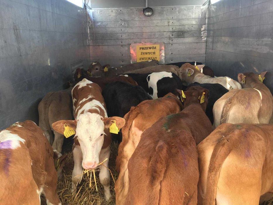 Byczki cielęta jałóweczki