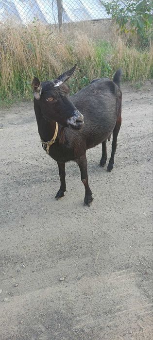 Продам молодих дійних кіз