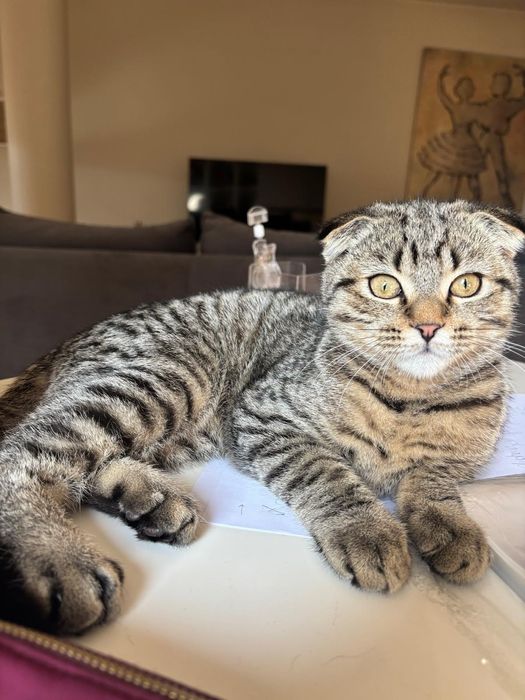 Scottish fold macho
