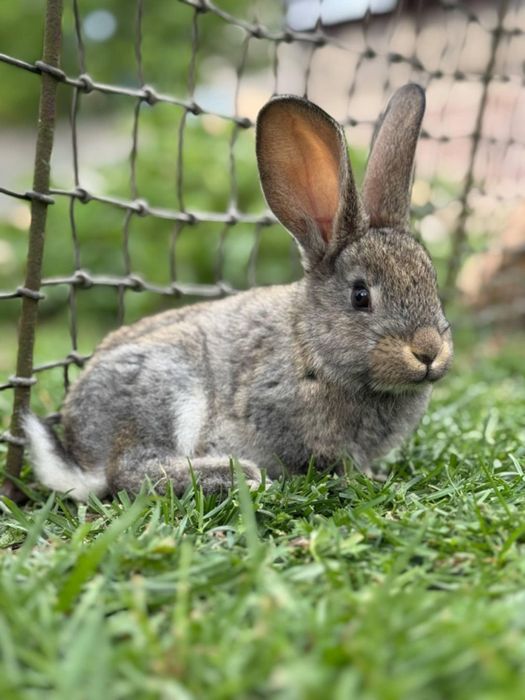 Młode króliki król króle