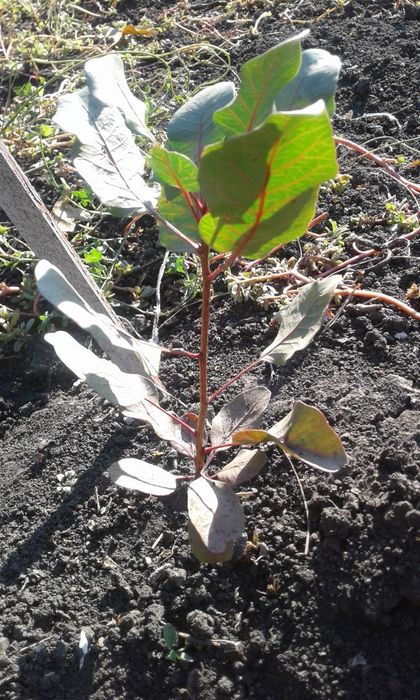 Продам саженцы роз -Осенью-Весной Летом оптом .кусты роз / окулянт.От