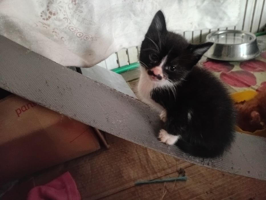 Dou gatinhos bebes