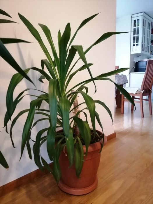 Juka Julka yucca domową wys. 120 cm okolice Krakowa