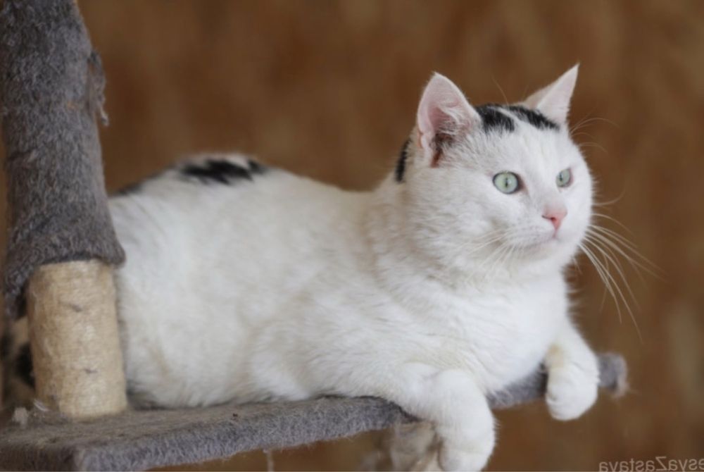 Пухнастий пустун котик Альф, 1,5 года, кошеня хлопчик