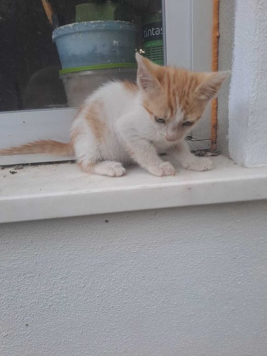 Gatinhos "raios de sol" bebés prontos para adoção