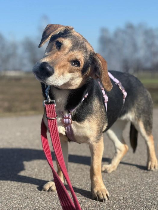 Delikatna Olza nieśmiało poleca się do adopcji