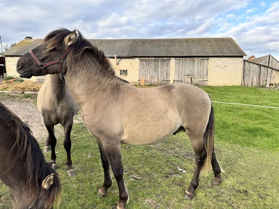 Kucyk konik polski ogier  koń