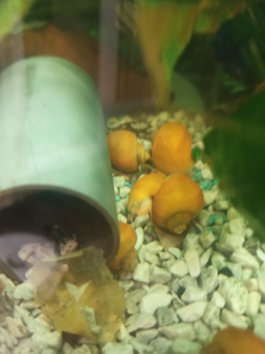 Ампулярії  равлик