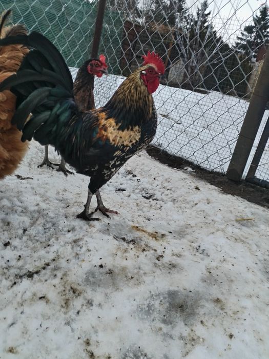 Sprzedam dwa koguty roczne