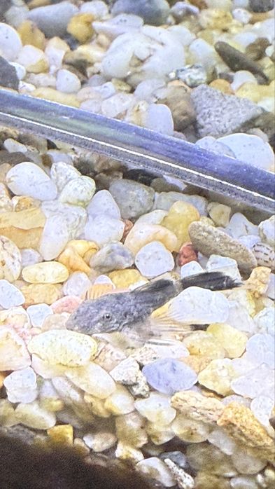 Ancistrus Greean dragon long fin. Zbrojnik Glonojad