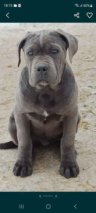 Кане -Корсо Хлопчик