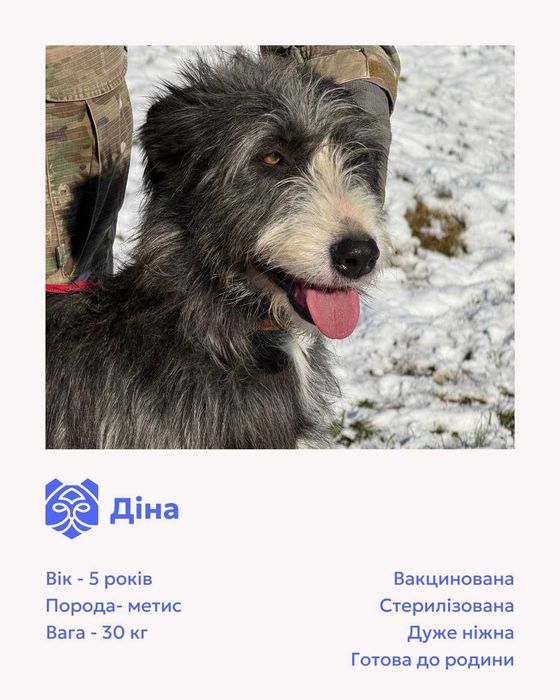 Діна, метис, шукає дім | Центр адопції Зачин