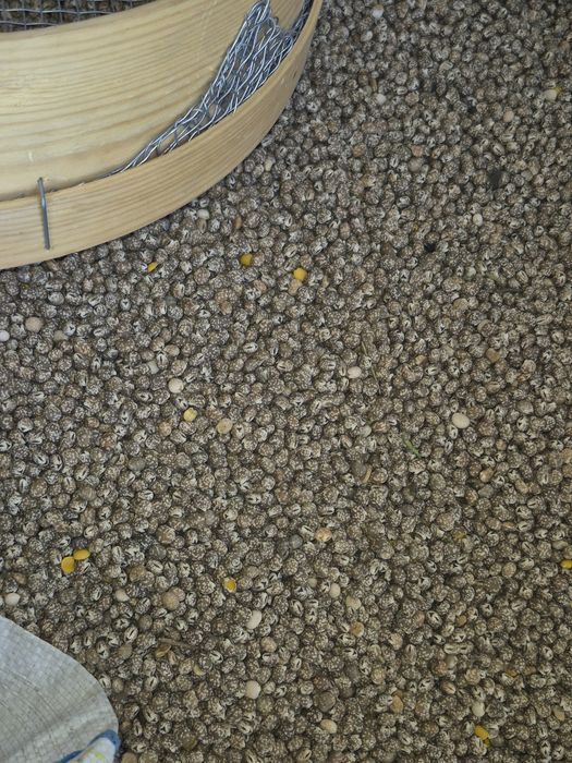 Łubin plenny zapraszam