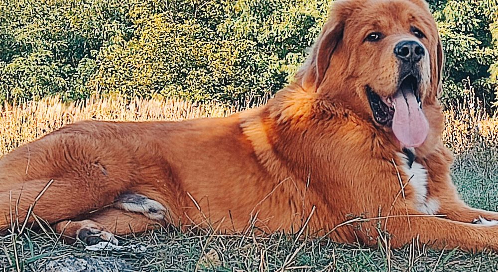 В'язка Тибетський Мастифа !