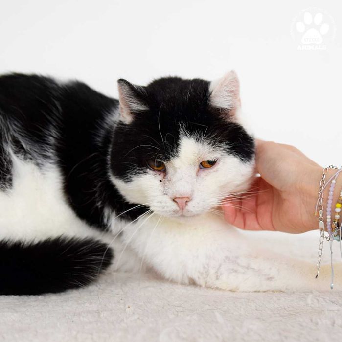 Łagodny kocurek do adopcji! Poznajcie Mariana!