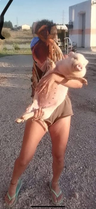 mini pigs- porco anão