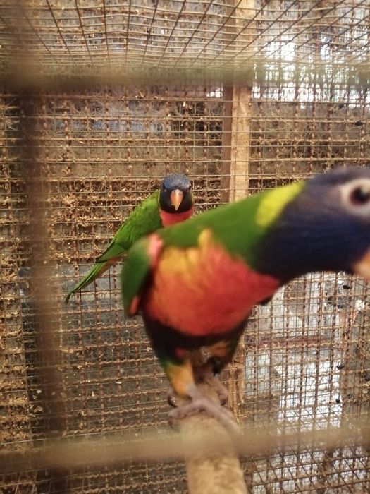 Loris molucanos venda