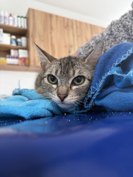 Młoda kotka do pokochania