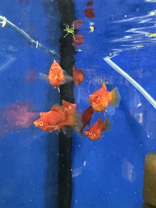 Platka koralowa od max zoo julianowska 41