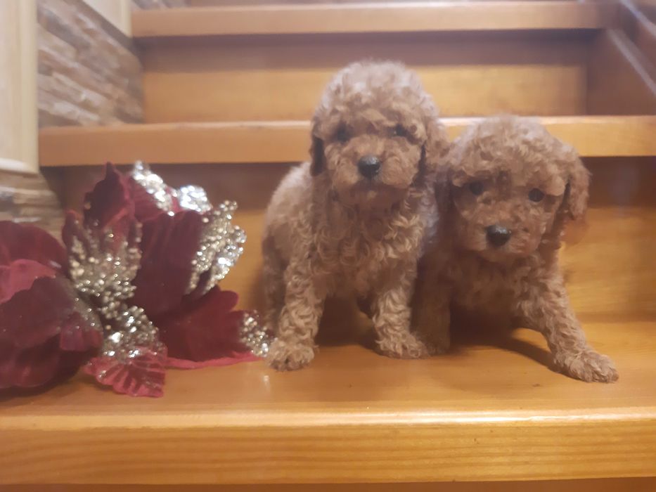 Пуделя RED BROWN  мини размера!