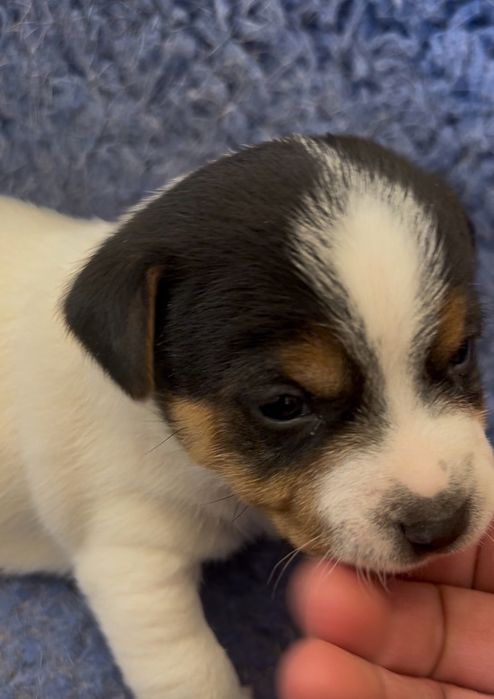 Jack russel com Lop