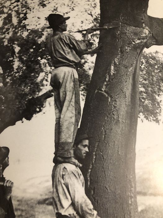 A queda da monarquia, maria filomena monica