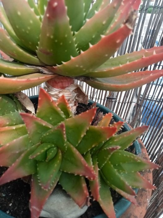 Aloe Brevifolia.rebentos