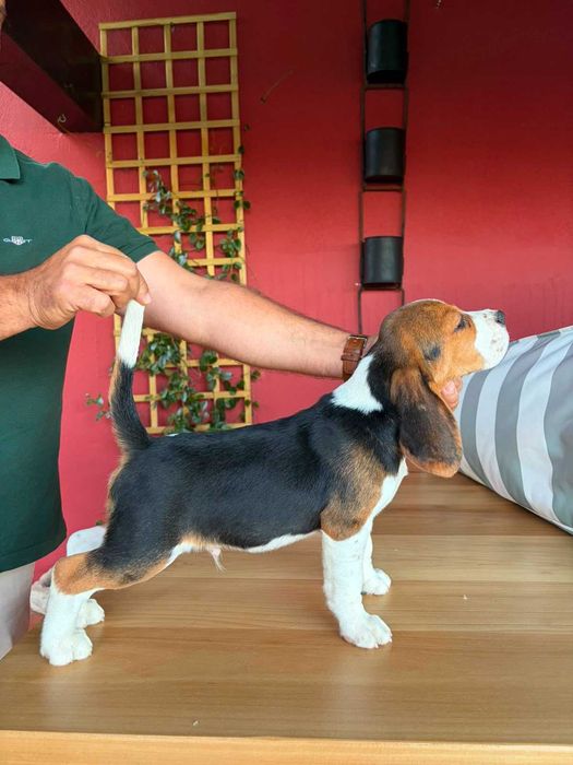 Beagle macho para venda