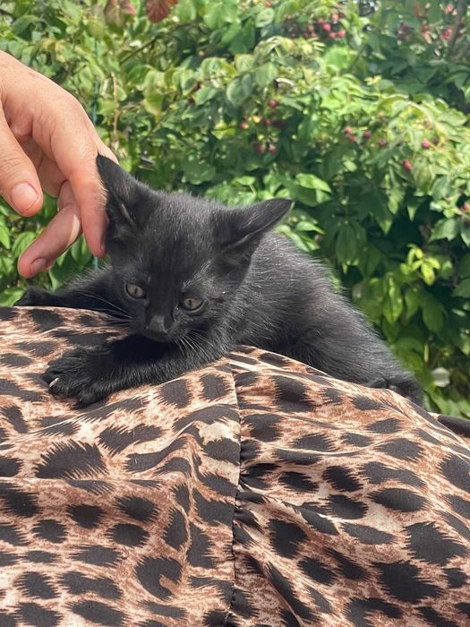 Gatinhas para adoção!
