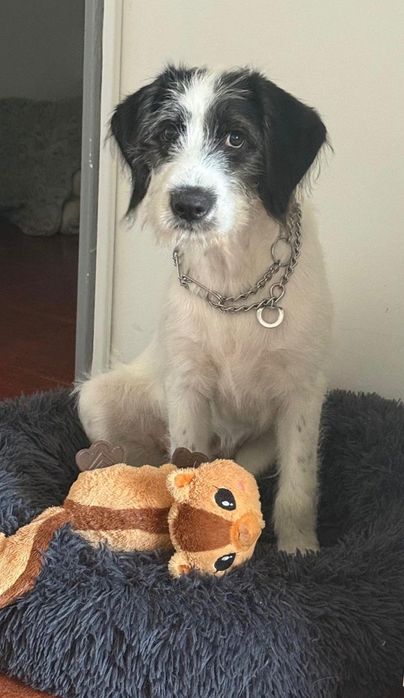 Adoção cão fêmea 6 meses