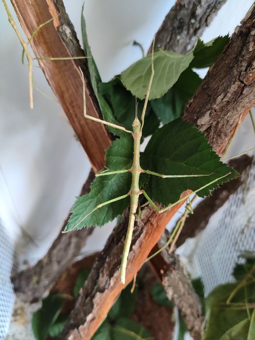 Pakiet 30 patyczaków