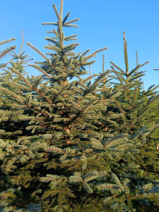 Świerki kłujące srebrne - likwidacja plantacji