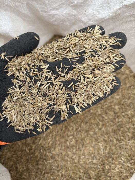 Mieszanka traw lucerna koniczyna gorzowska kupkówka festulolium trawa