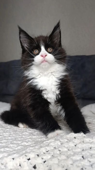 Котята породы Мейн Кун