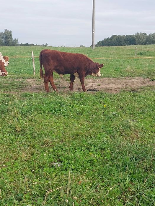 Byki mięsne