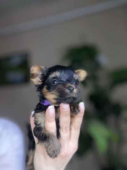 Йорк дівчинка у кішеню