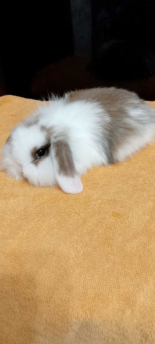 Króliczki miniaturki