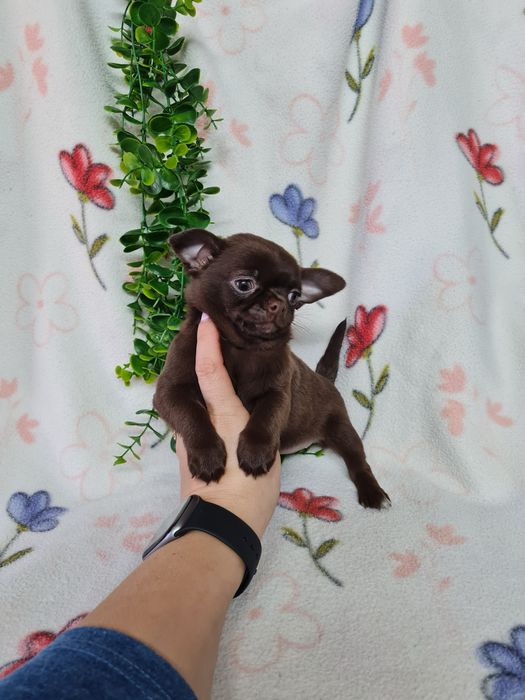 Excelente menina mini chihuahua/chiuaua linhagem Russa.Qualidd