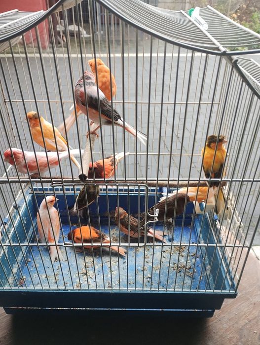 Sprzedam kanarki samice