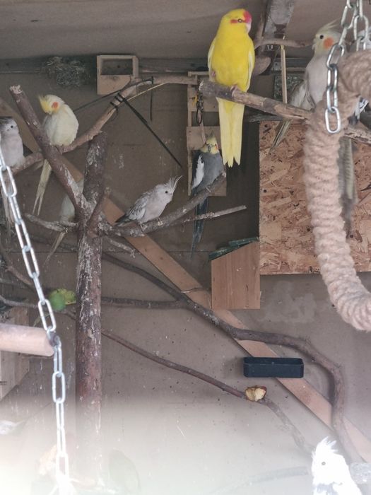 Sprzedam papugi i ryżowce